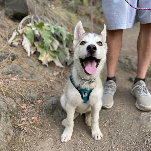 Meet your Posher, Mikaela - Picture 1 of 1